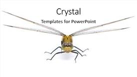 Presentation with dragonfly - Beautiful PPT theme featuring flies bugs - orthetrum cancellatum female black-tailed skimmer backdrop and a white colored foreground