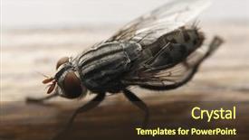  Presentation with fly - Presentation theme with flies bugs - photo of closeup fly background and a  colored foreground