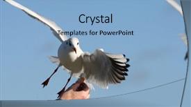  Presentation with feeding tube - Slide set consisting of flight catering - feeding the gulls by hand background and a  colored foreground