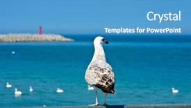  Presentation with open tomb - Colorful slide set enhanced with flight deck - tern looking at open sea backdrop and a teal colored foreground