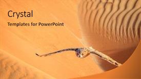  Presentation with eagle flying - Slides having flight emirates - desert eagle owl flying background and a yellow colored foreground