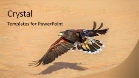  Presentation with emirates flight - PPT layouts with flight emirates - harris hawk flying over dunes background and a coral colored foreground