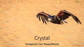  Presentation with emirates flight - Amazing slide deck having flight emirates - harris hawk flying over dunes backdrop and a yellow colored foreground