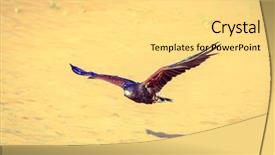  Presentation with flying hawk - Beautiful PPT layouts featuring flight emirates - harris hawk flying over dunes backdrop and a yellow colored foreground