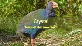  Presentation with new zealand - Audience pleasing theme consisting of native to new zealand once backdrop and a tawny brown colored foreground