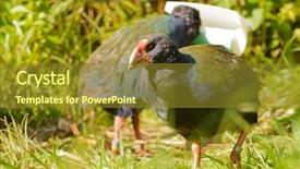  Presentation with maori new zealand native bush - Audience pleasing slides consisting of native to new zealand once backdrop and a gold colored foreground