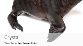  Presentation with lion - Slide deck consisting of flippers-of-a-south-american background and a white colored foreground