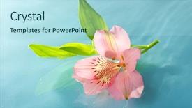  Presentation with floating - Presentation theme with pool clear blue water - floating flower close up background and a light blue colored foreground