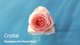  Presentation with pink rose petals - Audience pleasing presentation theme consisting of floating pink rose close up backdrop and a teal colored foreground