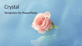  Presentation with pink rose - PPT theme having blue roses - floating pink rose close up background and a light blue colored foreground