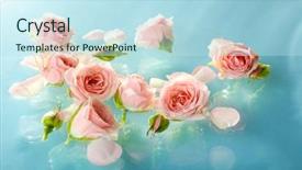  Presentation with pink roses - Slide deck with floating pink roses close up background and a sky blue colored foreground
