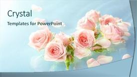  Presentation with pink roses - Slide set featuring floating pink roses close up background and a cool aqua colored foreground