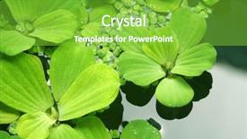  Presentation with pond - Presentation design with floating plants in a pond background and a seafoam green colored foreground