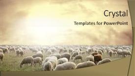  Presentation with sheep - Presentation theme with flock and a sunset background and a blonde colored foreground