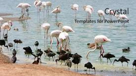  Presentation with flamingo - PPT theme enhanced with flock birds - greater flamingo in water background and a light blue colored foreground