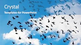  Presentation with sky diving man falling - Presentation theme having flock birds - many flying pigeons on sky background and a teal colored foreground