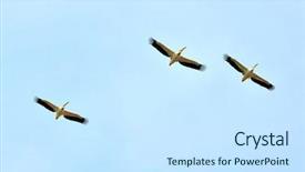  Presentation with sky blue and golden yellow - PPT theme with flock birds - pelicans flying against the blue background and a white colored foreground