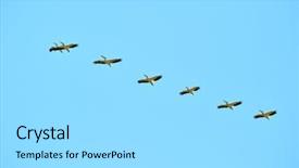  Presentation with sky blue - Cool new slide set with flock birds - pelicans flying against the blue backdrop and a light gray colored foreground