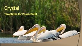  Presentation with lake - Cool new PPT theme with flock birds - pelicans pelecanus onocrotalus backdrop and a tawny brown colored foreground