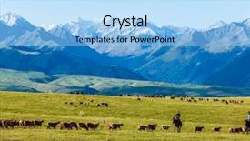  Presentation with sheep flock lambs standing - PPT theme with flock is in the pasture background and a light blue colored foreground