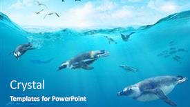 Presentation with fish ocean - Presentation featuring flock-of-african-penguins-diving background and a teal colored foreground