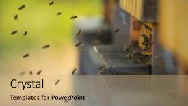  Presentation with flying - Amazing PPT theme having flock of bees flying backdrop and a coral colored foreground