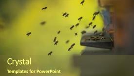  Presentation with flying - Slides consisting of flock of bees flying background and a tawny brown colored foreground