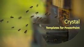  Presentation with flying - Slide deck consisting of flock of bees flying background and a tawny brown colored foreground
