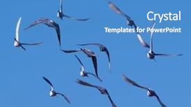  Presentation with banking - Amazing presentation theme having flock of birds banking away backdrop and a teal colored foreground