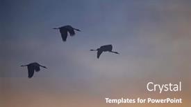  Presentation with migration - Slides consisting of flock-of-birds-common-crane and a coral colored foreground