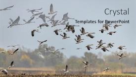  Presentation with migration - PPT layouts enhanced with flock-of-birds-common-crane and a lemonade colored foreground