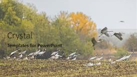  Presentation with migration - Presentation theme featuring flock-of-birds-common-crane and a coral colored foreground