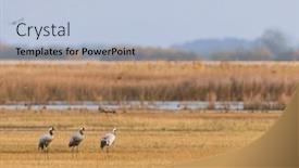  Presentation with migration - PPT theme consisting of flock-of-birds-common-crane and a light blue colored foreground