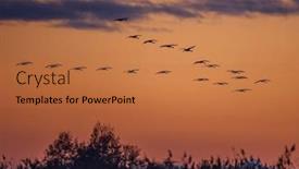  Presentation with migration - Presentation theme having flock-of-birds-common-crane background and a red colored foreground