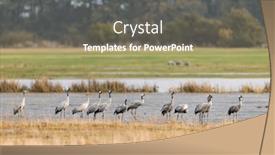  Presentation with migration - Slide deck with flock-of-birds-common-crane background and a violet colored foreground