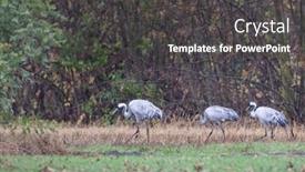  Presentation with migration - Slides featuring flock-of-birds-common-crane and a dark gray colored foreground