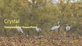  Presentation with world heritage - Slide set featuring flock-of-birds-common-crane and a violet colored foreground