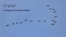 Presentation with migration - Presentation design having flock-of-birds-common-crane and a light blue colored foreground
