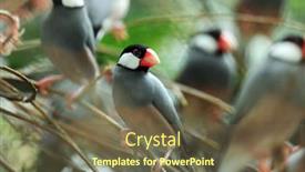  Presentation with birds - Audience pleasing presentation consisting of flock of birds on a tree backdrop and a tawny brown colored foreground