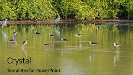  Presentation with thailand food - PPT theme enhanced with flock of black winged stilt common stilt pied stilt wader birds with pink legs long thin black bill walking in water looking for food in thailand asia himantopus himantopus background and a gold colored foreground
