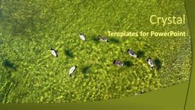  Presentation with geese - Presentation theme with flock-of-canadian-geese-swimming background and a  colored foreground