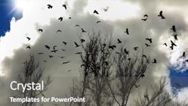  Presentation with crow - Colorful PPT layouts enhanced with flock of crows up backdrop and a gray colored foreground