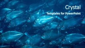  Presentation with underwater wild nature sea life - Beautiful presentation featuring flock of fish under water backdrop and a ocean colored foreground