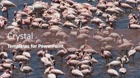  Presentation with flamingo - Presentation enhanced with flock-of-flamingo-standing background and a violet colored foreground