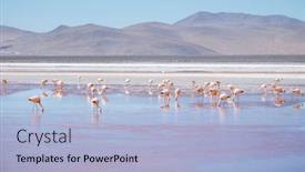  Presentation with forage - PPT layouts with flock-of-flamingos-forage background and a light blue colored foreground
