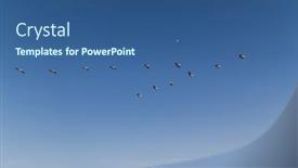  Presentation with blue sky - PPT theme with flock-of-flying-pelicans background and a ocean colored foreground