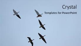  Presentation with geese flying - Amazing PPT theme having flock of geese flying backdrop and a light blue colored foreground