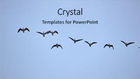  Presentation with geese flying - PPT theme featuring flock of geese flying background and a light blue colored foreground