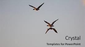  Presentation with geese flying - Presentation design with flock of geese flying background and a light gray colored foreground