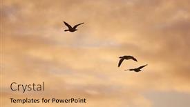  Presentation with geese flying - Slide deck enhanced with flock-of-geese-flying background and a coral colored foreground